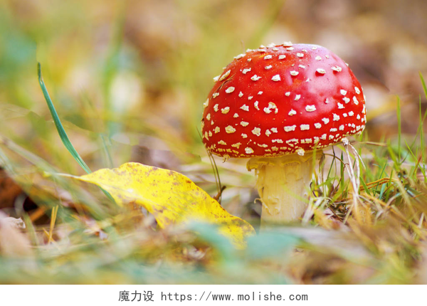 在秋林中生长的红色蘑菇在秋天的树林生长的红色飞金顶
